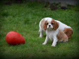 Chiots Cavalier King Charles Spaniel à vendre
