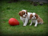 Chiots Cavalier King Charles Spaniel à vendre