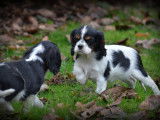 Chiots Cavalier King Charles Spaniel à vendre