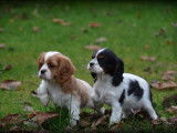Chiots Cavalier King Charles Spaniel à vendre