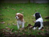 Chiots Cavalier King Charles Spaniel à vendre