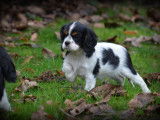 Chiots Cavalier King Charles Spaniel à vendre