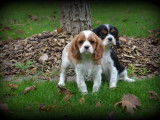 Chiots Cavalier King Charles Spaniel à vendre