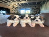 Chiots Saint-Bernard à poil long LOF à réserver