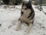 Chien adulte de type Husky Sibérien Mâle à donner