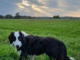 Chiots de type Border Collie à vendre (6 femelles & 2 mâles)
