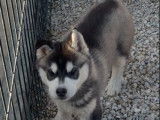 À acheter 2 chiots mâles Huskys Sibériens LOF bicolores