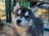 À acheter 2 chiots mâles Huskys Sibériens LOF bicolores