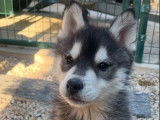 À acheter 2 chiots mâles Huskys Sibériens LOF bicolores