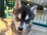 À acheter 2 chiots mâles Huskys Sibériens LOF bicolores