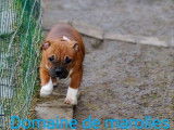 3 chiots Staffordshire Bull Terriers mâles LOF disponibles à la vente