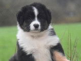 Des chiots femelles Bergers Australiens femelles LOF tricolores à vendre