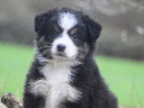 Des chiots femelles Bergers Australiens femelles LOF tricolores à vendre