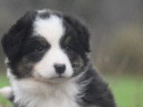 Des chiots femelles Bergers Australiens femelles LOF tricolores à vendre