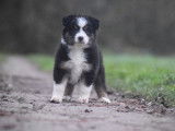 Des chiots femelles Bergers Australiens femelles LOF tricolores à vendre