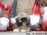 Des chiots Lhassa Apso disponibles à la vente
