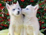7 chiots Huskys de Sibérie LOF à vendre