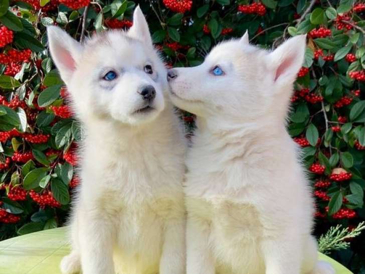 7 chiots Huskys de Sibérie LOF à vendre