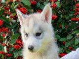 7 chiots Huskys de Sibérie LOF à vendre