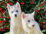 7 chiots Huskys de Sibérie LOF à vendre