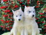 7 chiots Huskys de Sibérie LOF à vendre