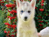 7 chiots Huskys de Sibérie LOF à vendre