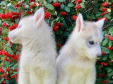 7 chiots Huskys de Sibérie LOF à vendre