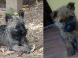 2 chiots Cairn Terriers LOF disponibles à la vente