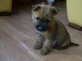 2 chiots Cairn Terriers LOF disponibles à la vente