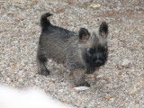 2 chiots Cairn Terriers LOF disponibles à la vente