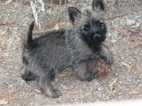 2 chiots Cairn Terriers LOF disponibles à la vente