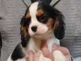 3 chiots Cavaliers King Charles LOF disponibles à la vente