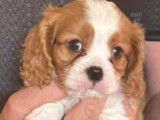 3 chiots Cavaliers King Charles LOF disponibles à la vente