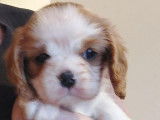 3 chiots Cavaliers King Charles LOF disponibles à la vente