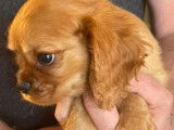 3 chiots Cavaliers King Charles LOF disponibles à la vente