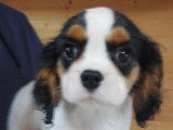 3 chiots Cavaliers King Charles LOF disponibles à la vente