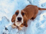 À vendre un chiot femelle Basset Hound bicolore (LOF)
