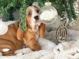 &Agrave; vendre un chiot femelle Basset Hound bicolore (LOF)