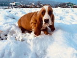 &Agrave; vendre un chiot femelle Basset Hound bicolore (LOF)