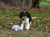 Chiot femelle Cavalier King Charles LOF tricolore à vendre