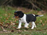 Chiot femelle Cavalier King Charles LOF tricolore à vendre