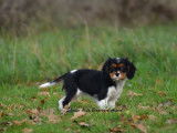 Chiot femelle Cavalier King Charles LOF tricolore à vendre