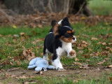 Chiot femelle Cavalier King Charles LOF tricolore à vendre