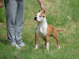 5 chiots American Staffordshire Terriers femelles LOF à vendre