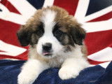 2 chiots femelles Saint-Bernard LOF tricolores à vendre