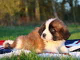 2 chiots femelles Saint-Bernard LOF tricolores à vendre
