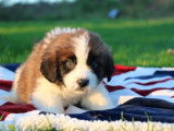 2 chiots femelles Saint-Bernard LOF tricolores à vendre