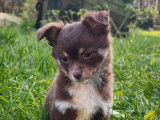Un chiot mâle Chihuahua non LOF disponible à la vente