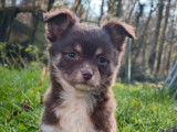 Un chiot mâle Chihuahua non LOF disponible à la vente