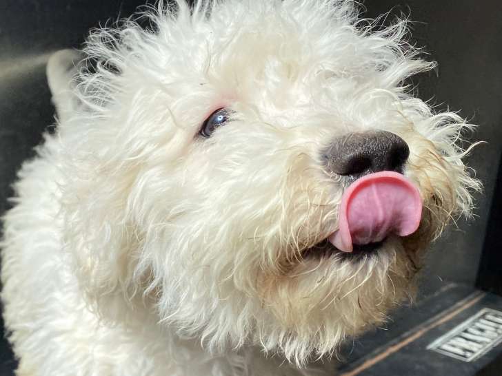 Chiots d'apparence Bichon Frisé à vendre
